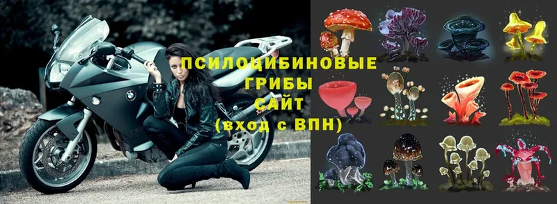 Галлюциногенные грибы Magic Shrooms  Энгельс 